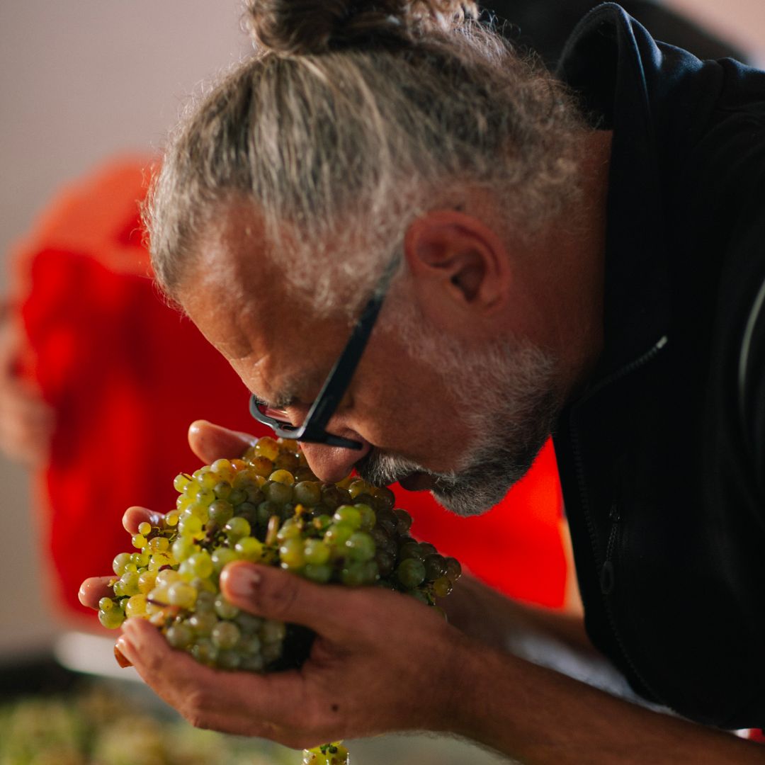 A man wearing glasses smelling fresh grapes  held in his hands.
